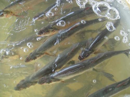 饵料|夏末初秋，野钓翘嘴&青梢正当时！记住这几点技巧，让你分分钟爆护！