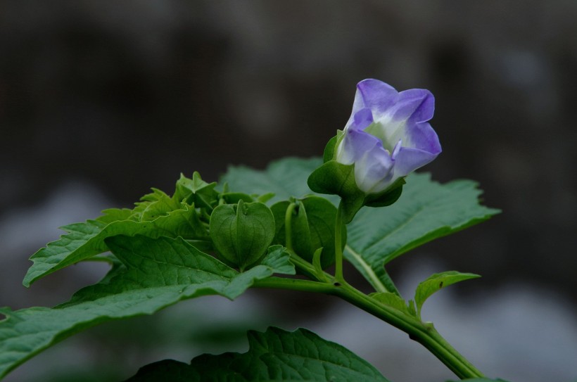 旧爱|下半年的爱情一触即发和真爱邂逅,执着不放手的四大生肖