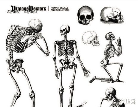 |人体内有206块骨头，为何中国人却只有204块？说出来你可能不信