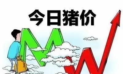 生猪价格|毛猪涨了，能涨到多少钱一斤？看专家咋说？附：10月17日猪价