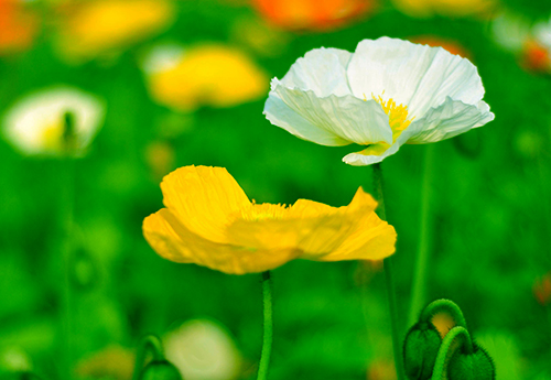 白羊座@上等命运，一流运气，最容易发达的三个星座