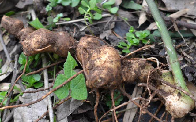 黄精|它被誉为“仙人余粮”,见到请尽量移植,因为经济价值极高