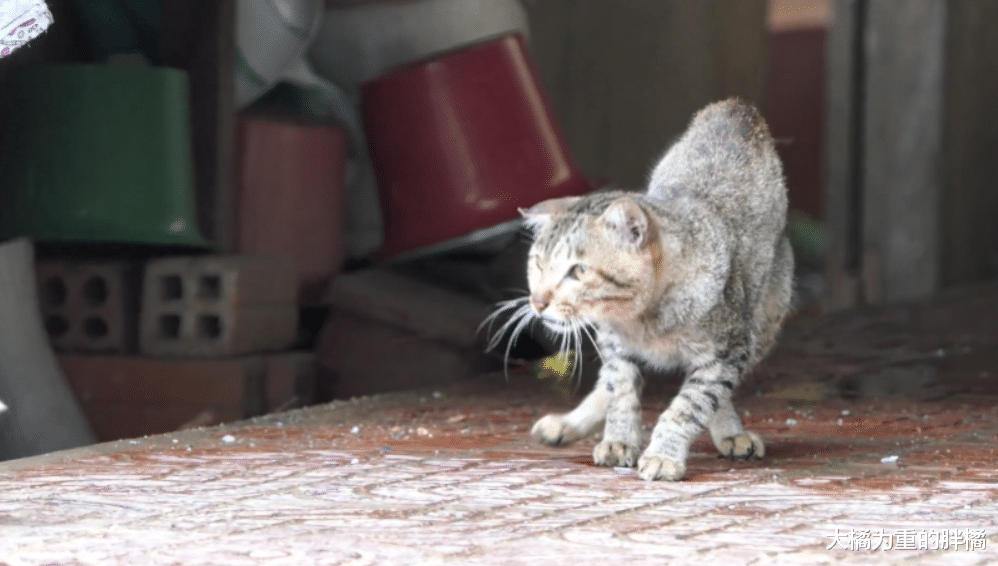 老猫躲在寺庙“苟活”，却连食物都被流浪狗抢走，无助的它没退路