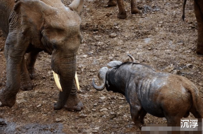 大象|\野牛的大象女王：母象统治野牛群几十年\