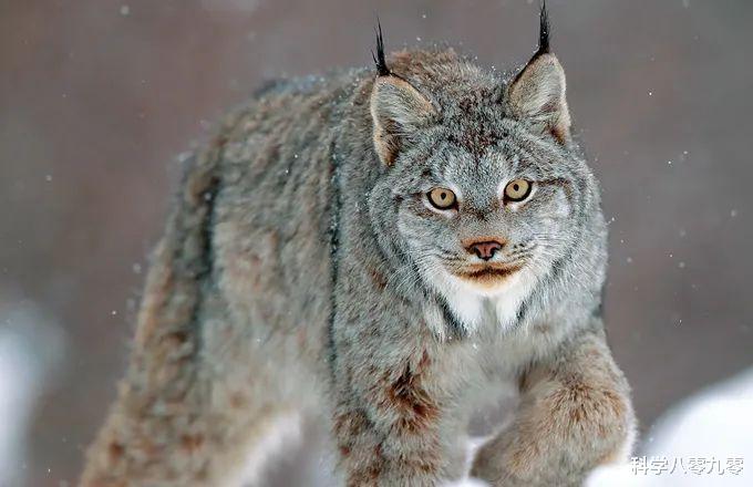 #加拿大猞猁#北美特有的“大猫杀手”，捕食豪猪、袭杀猞猁，对猎物大小不设限