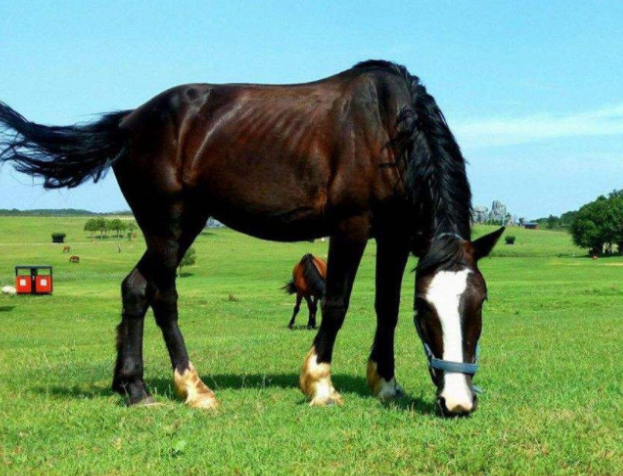 “好马不吃回头草”？其实下一句才是精髓，可惜十有九不知