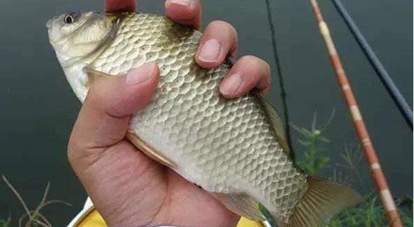 鲫鱼|奇怪！为何连竿双钩上鱼后，骂声连连？