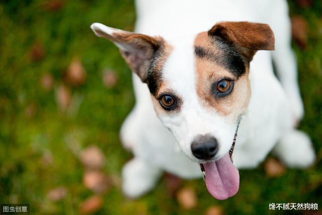 狗狗爱主人至深，会有这7种“示爱”行为，你有收到过吗？