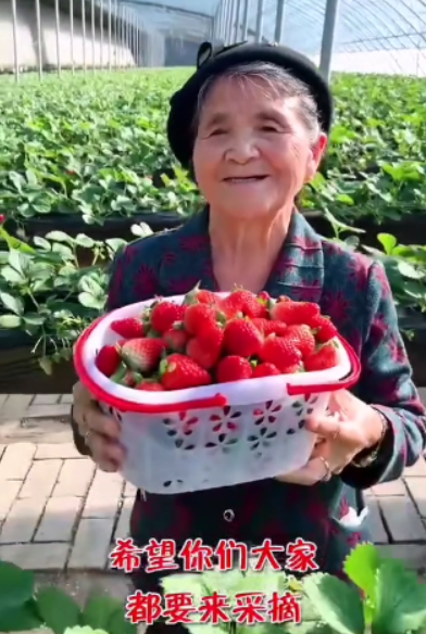 富豪婆婆壕建草莓棚，黃聖依帶安迪陪奶奶采摘，婆媳合影關系和睦-圖3