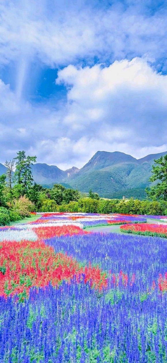 康定|中国这个地方，漫山遍野都是花，去了都不想回！