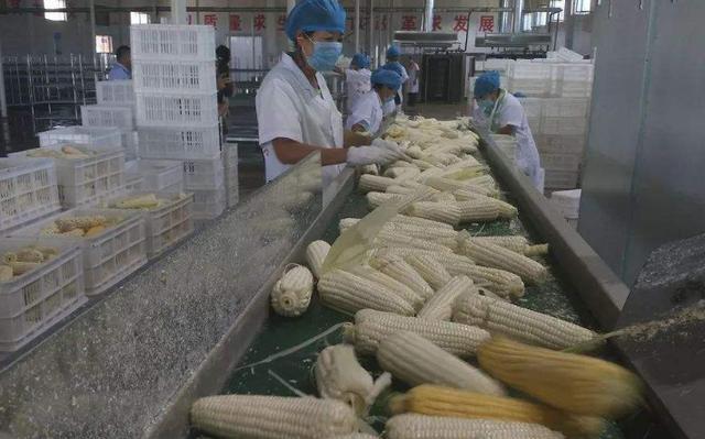 加拿大|破连续26年的纪录！中美签订136万吨玉米大单，间接帮美渡过难关