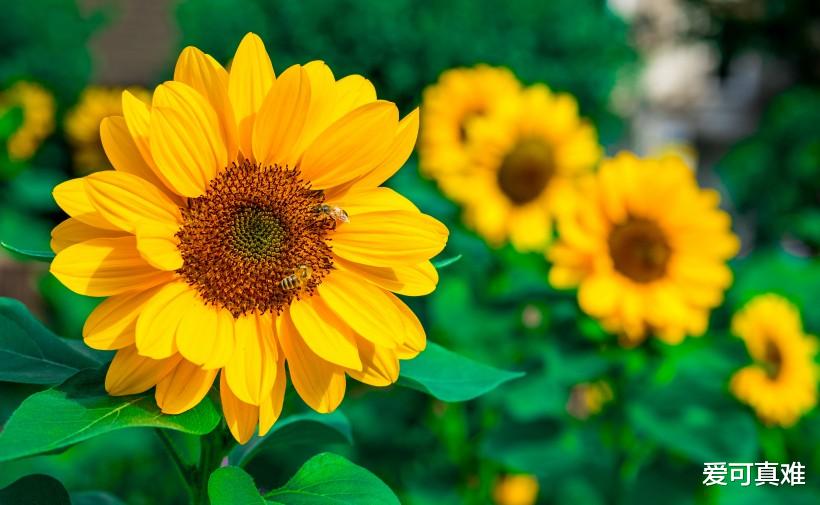 「属狗」属狗人:谁是你的贵人,谁又是你的小人?