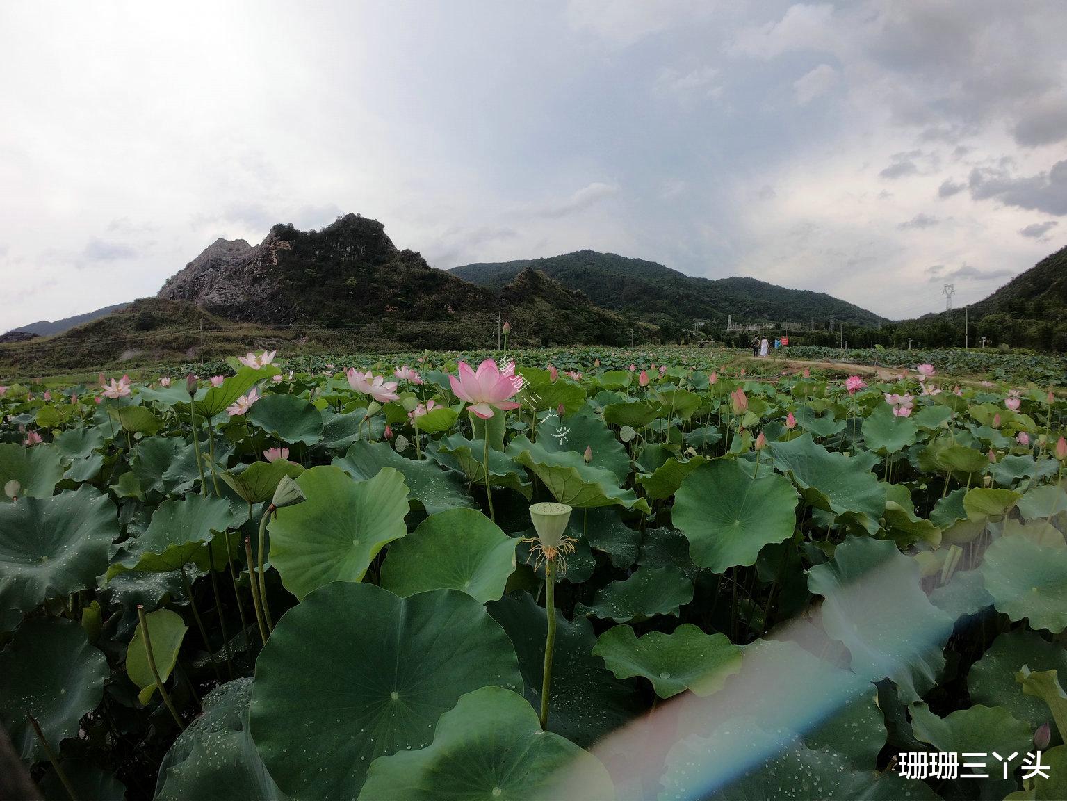 【广州市】广州郊外“连绵山脉”前的荷花田，门票由免费变10元，你来吗？