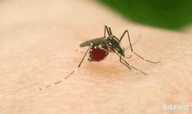 ##一关灯蚊子就“嗡嗡”叫,开灯就见不着是为什么,而且还听不到声音了