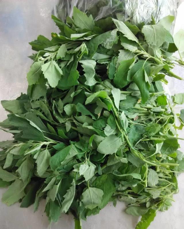 食材|它不吃就成“杂草”，正当季，是菜又是药，鲜嫩可口，体重嗖嗖降