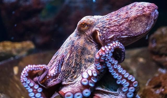 章鱼|章鱼乌贼是四维生物？超越人类可穿梭时空？网友：四维生物真香！