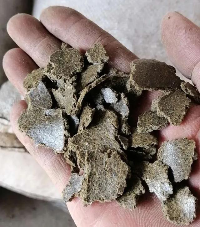 河南都市频道|许昌货车在馆陶被扣，罚款2万！爆料人：油菜籽饼咋成了危险品？