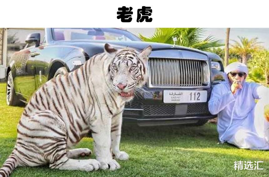 鳄鱼|即便发展了很多年，如今依然无法被真正驯化的9种动物