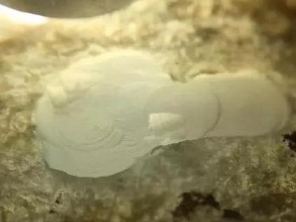 【翡翠】8000淘的莫西沙翡翠原石，转手卖了3万别说我暴力