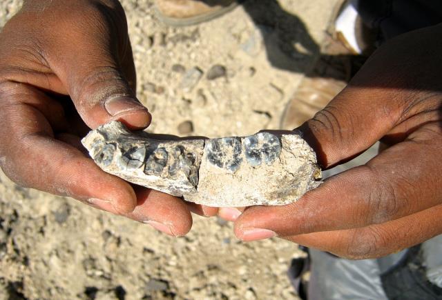 老虎▲如果人类消失不见了，数亿年后，新的文明能够发现人类的痕迹吗？