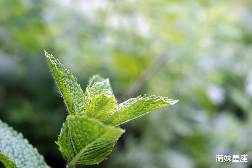 天秤座|11月初，青鸟临门喜鹊高叫，爱情如约而至，将喜获良缘的4大星座