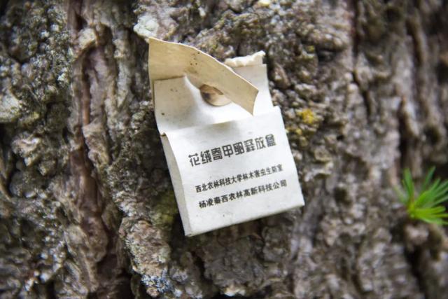 「秦岭」寻访秦岭光头山：又险又好看！自驾不让上？爬也要爬上去打一次卡