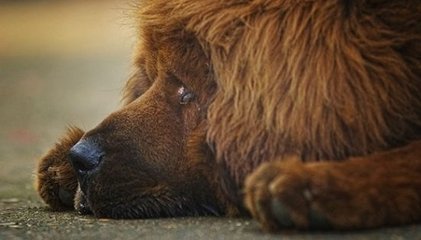 藏獒：高大凶猛，是犬中的王者