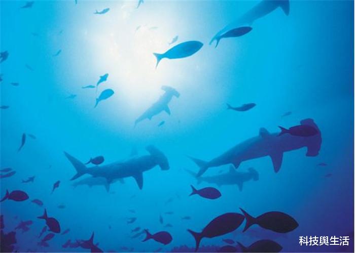 科学家：海底深处传来怪声，时而哀嚎时而巨响，它到底是谁发出的？