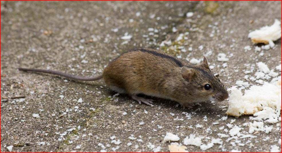 饶毅@老鼠身上那么多细菌，为什么老鼠不会生病