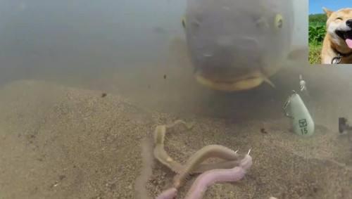 「」钓鱼人与鱼的对话给个口吧鱼兄，你要开口请先给我致电！