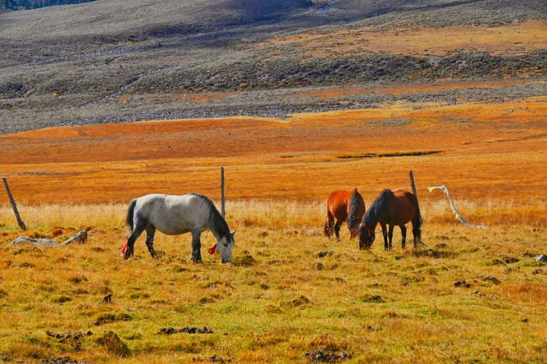 「稻城亚丁」唯一敢叫板稻城亚丁的地方!就在318旁,却低调少有人知,庆幸未火!