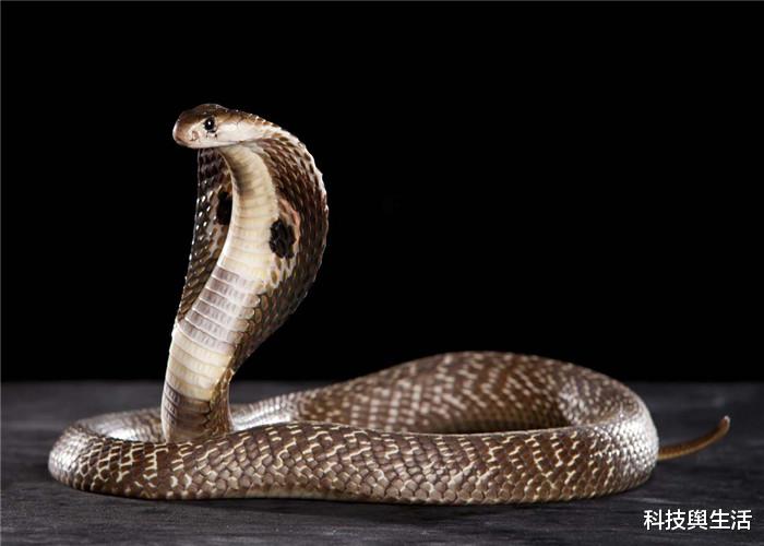 『大象』得罪不起的3大生物,即便躲到天涯海角,它们都会来寻仇!