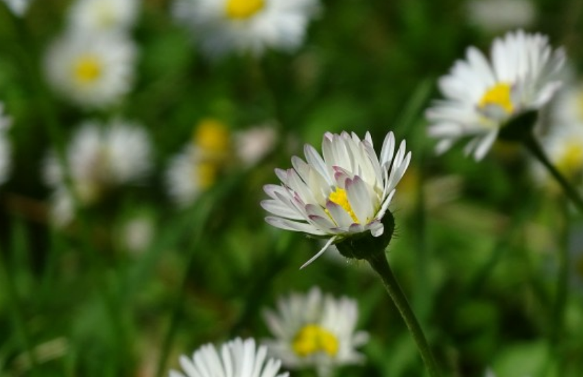 生肖|十月上旬开始，好运连连，财门大开，事业腾达的生肖