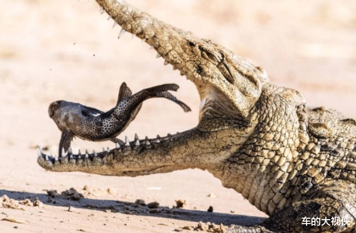 『鳄鱼』清道夫终于出现天敌了？成吨的清道夫被吃光，太厉害了