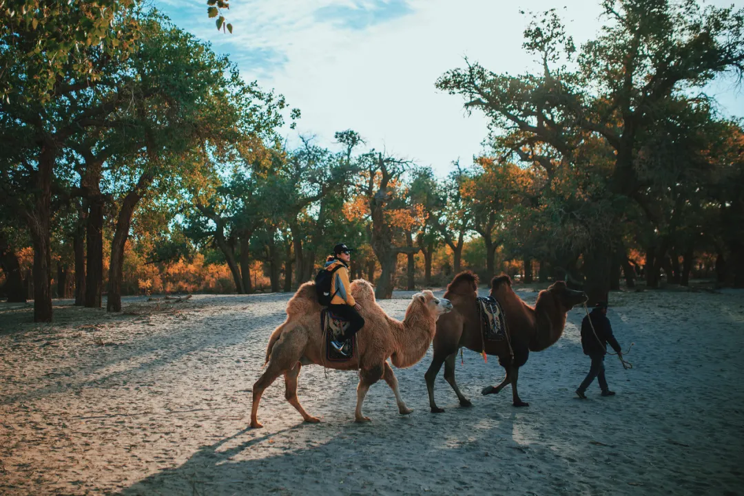 额济纳|忽然,想去额济纳了