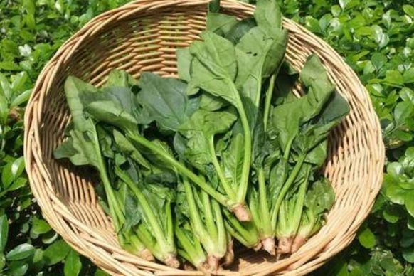 肾结石▲春天最营养的“绿色菜”，对身体2大好处，聪明人都爱吃