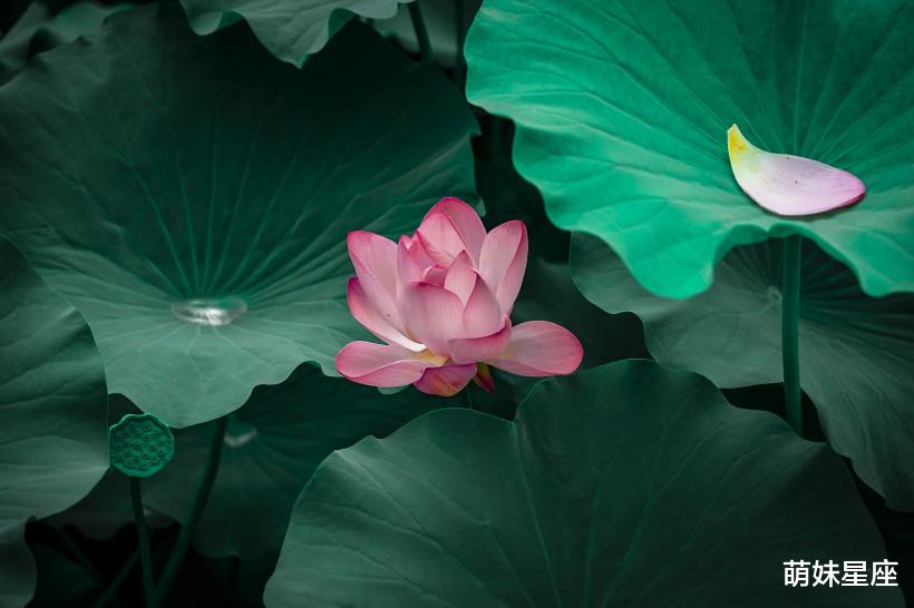 生肖|4生肖11月开局遇见财运，财神爷慷慨解囊，鼎力相助