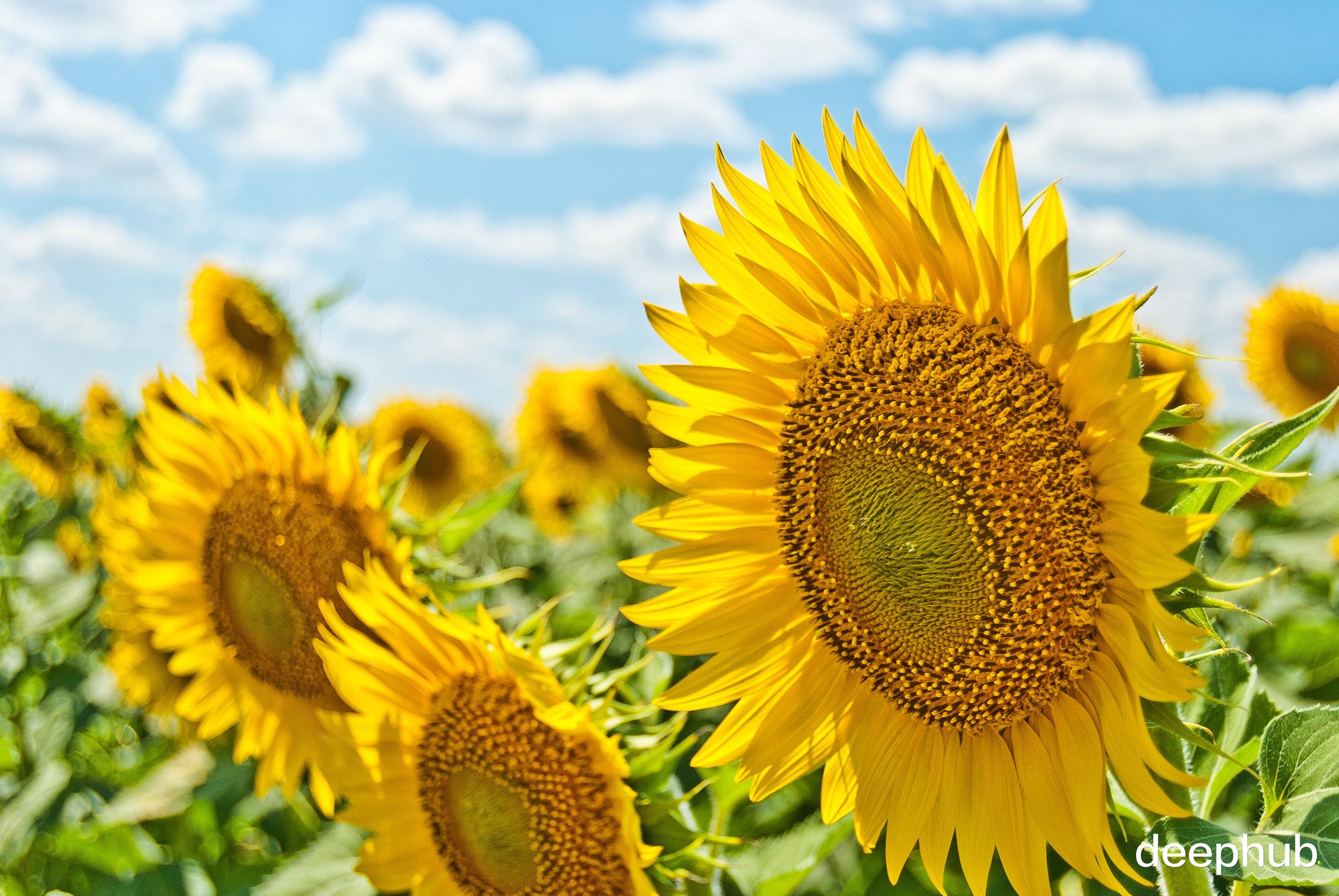 时间序列|使用卡尔曼滤波平滑时间序列，提高时序预测的准确率