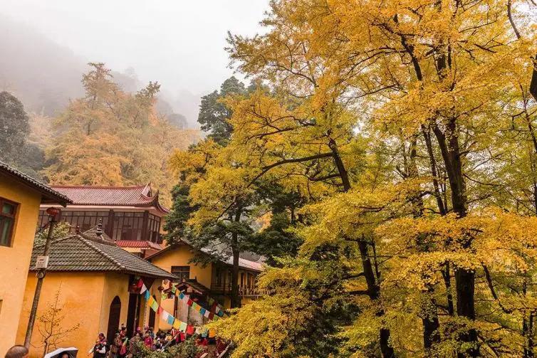 银杏树|全国银杏观赏地图，挑上一个地方去观赏银杏，也不枉过这个秋天