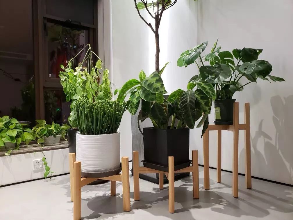 绿植怎么种更美？多种几盆，摆上架子，美出天际！