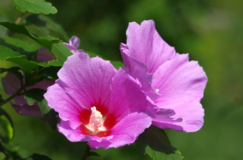 【生肖】未来一周，姻缘难挡，会天降良缘，缘分说来就来的四大生肖