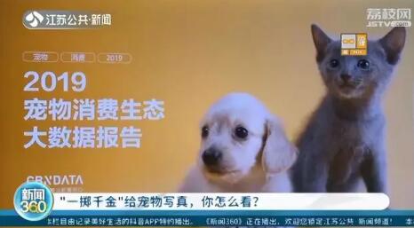 花一千五给宠物猫拍过年写真 饲猫少女：这是养猫“正常开销”