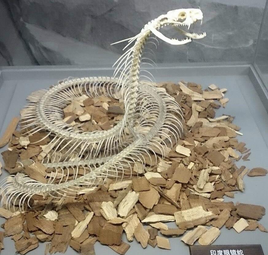 毒液|全球最毒的蛇是哪一种？有何依据？