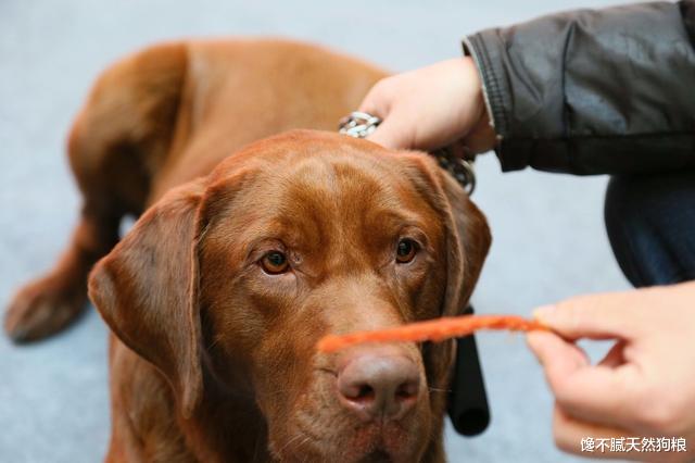 7条“害狗不浅”的养狗习惯，身为铲屎官的你，中了几条呢？