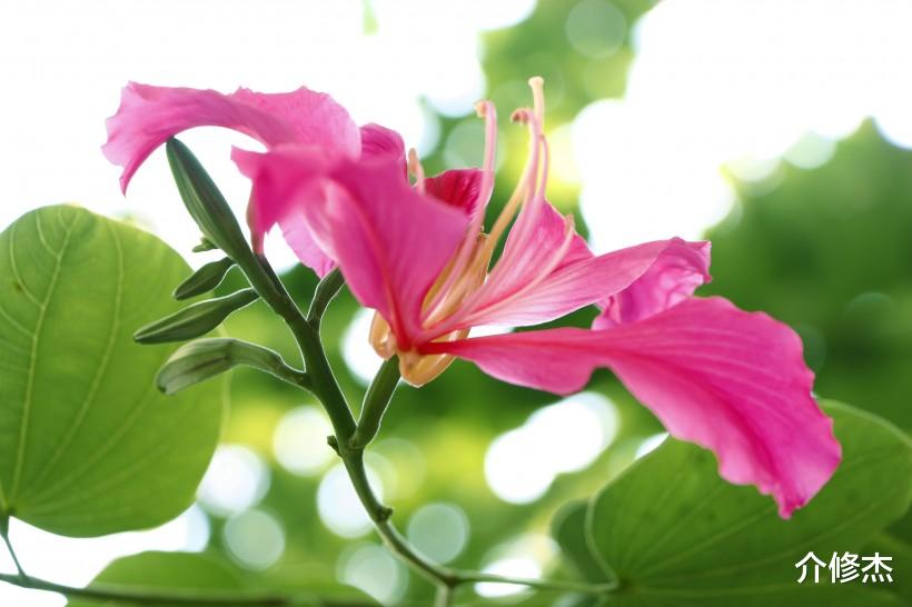 生肖@6月底，异性缘旺，你准备好脱单了吗？有希望遇见命中人的4大生肖