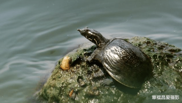 |王八、乌龟、鳖、甲鱼傻傻分不清楚？他们是不是同一个祖先？