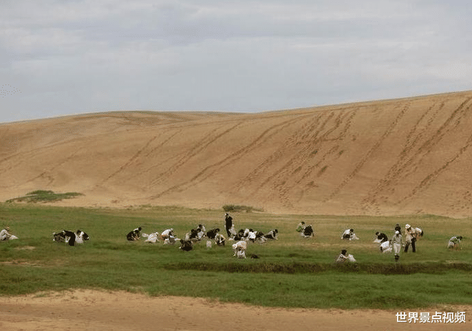 |世界上最“丢人”的沙漠，为了不让它消失，每年还要人工除草