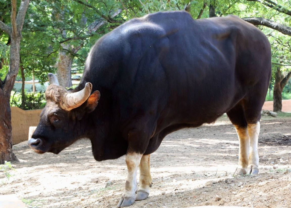 「老虎」世界上体型最大的牛，现实版“牛魔王”？老虎不敢轻易招惹