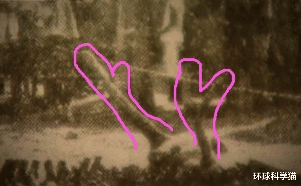 化石|地球上真的从未出现过“真龙”？有何依据？