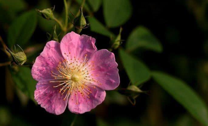 生肖|9月财神庇佑，财运升温，喜事一连串的四大生肖